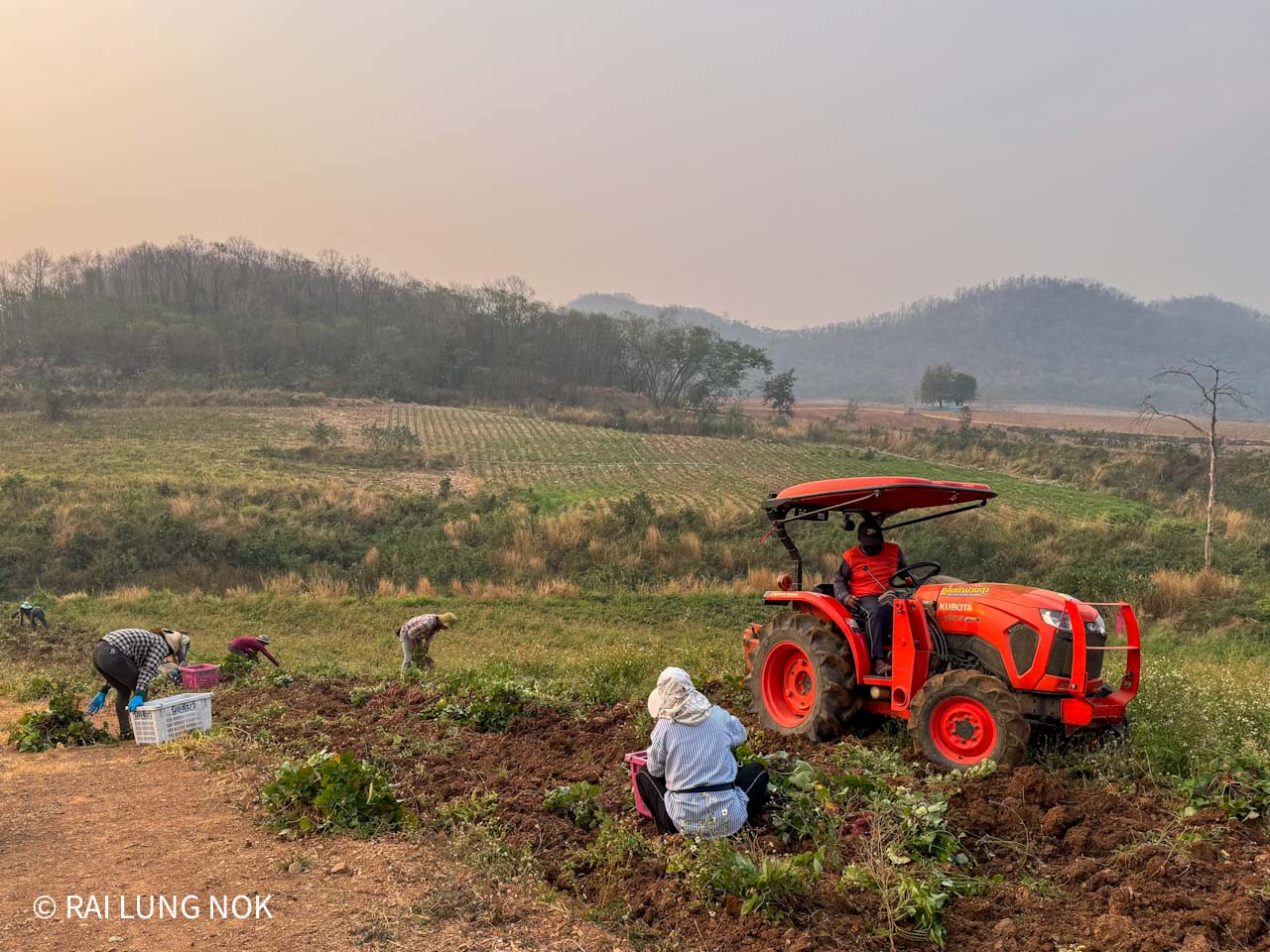 ไร่ลุงหนก - Rai Lung Nok - มันหวานญี่ปุ่นเบนิฮารุกะ วันขุดมัน