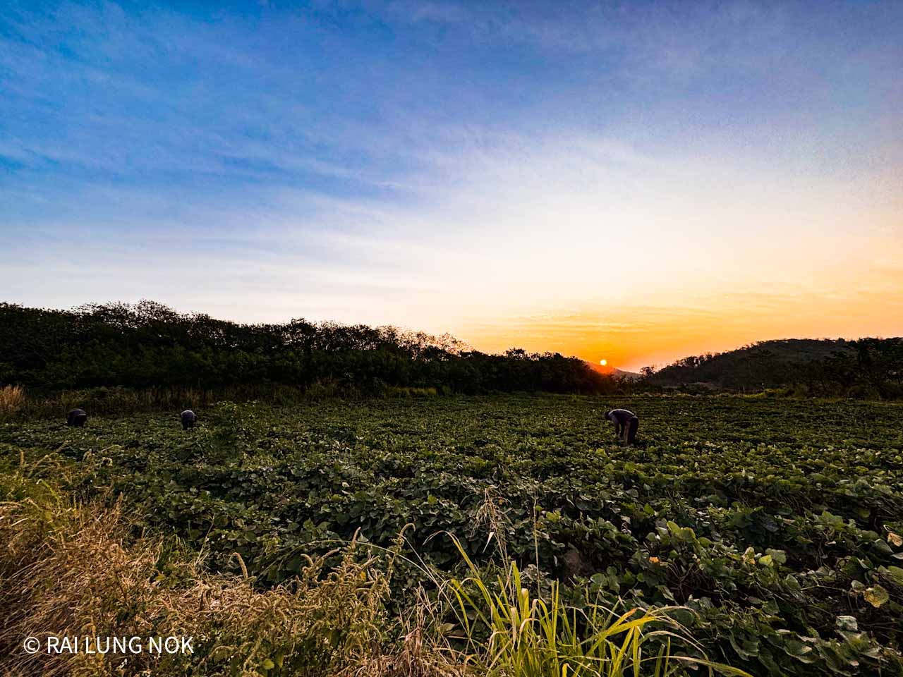 ไร่ลุงหนก - Rai Lung Nok รุ่งเช้าที่ไร่ลุงหนก Beniharuka Japanese Potatoes Farm