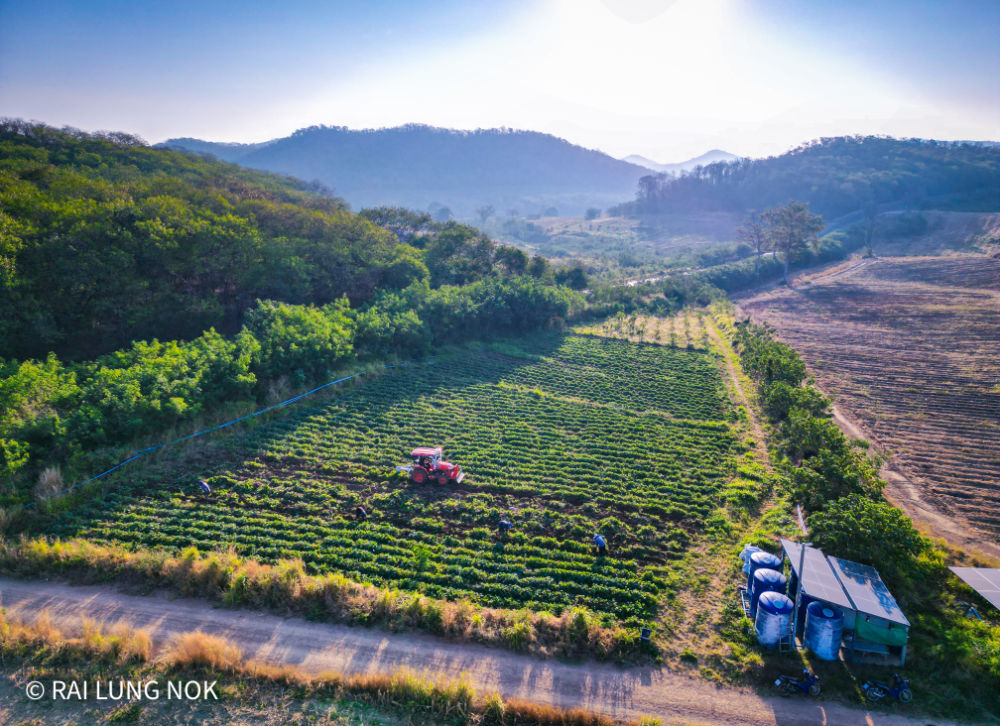 ไร่ลุงหนก - Rai Lung Nok ไร่มันหวานญี่ปุ่น เบนิฮารุกะ